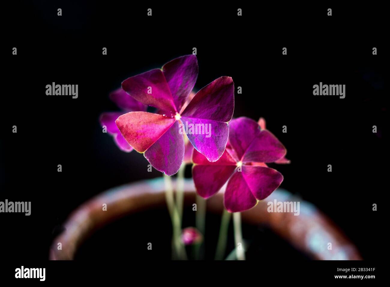 De belles feuilles d'oxalis purpurea sur fond noir Banque D'Images