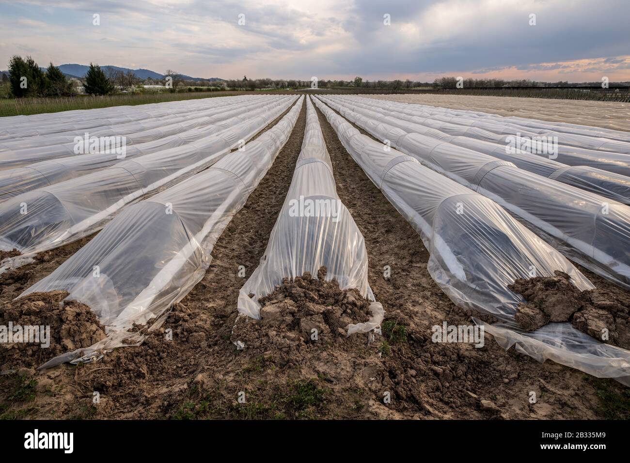 les plants d'asperges poussent en hauteur avec de beaux feuillages de type fern tout au long de l'été. Banque D'Images