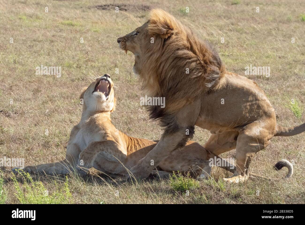 Le lion mâle saute de la femelle après l'accouplement Banque D'Images