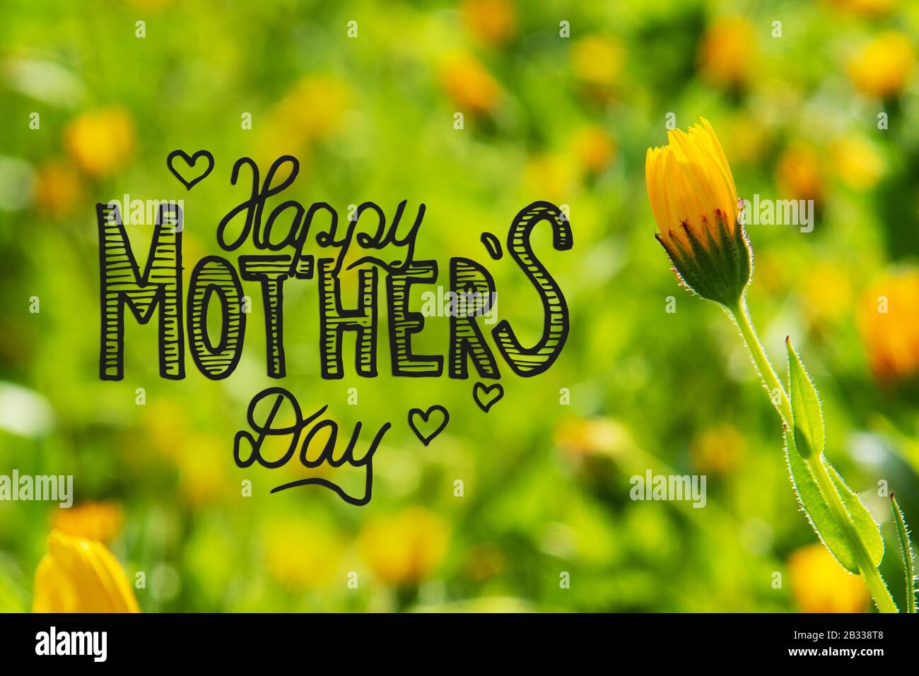 Yellow Spring Flower Meadow, Calligraphie Happy Mothers Day Banque D'Images