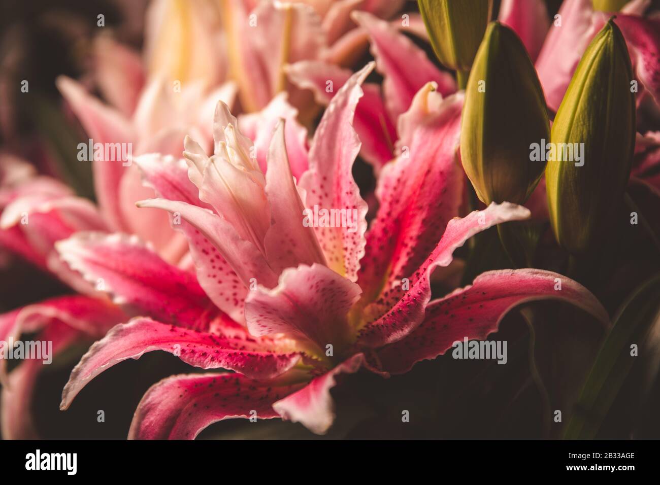 rose stargazer fleur d'automne de lys Banque D'Images