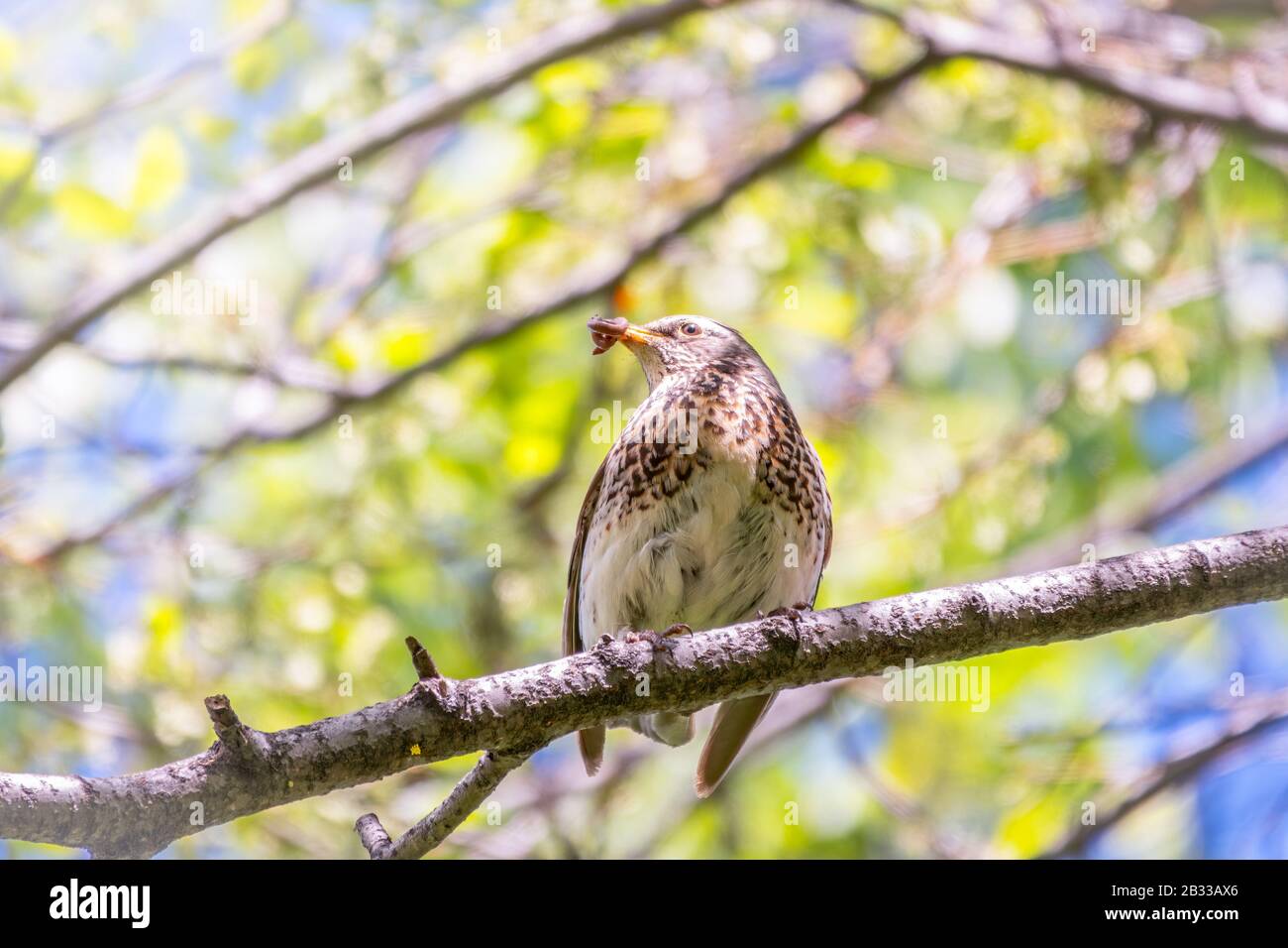 Fieldbird est assis sur une branche avec un ver dans son bec. Fieldfare, Turdus pilaris. Oiseau avec des vers dans son bec. Gros plan de collecte d'animaux parents de recherche de nourriture Banque D'Images