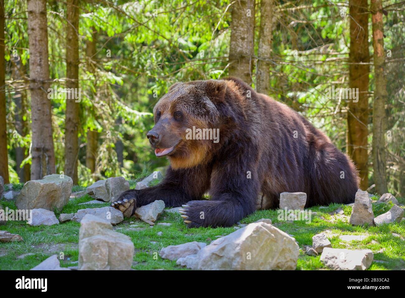 Ours brun européen dans un paysage forestier à l'été. Gros ours brun dans la forêt. Banque D'Images