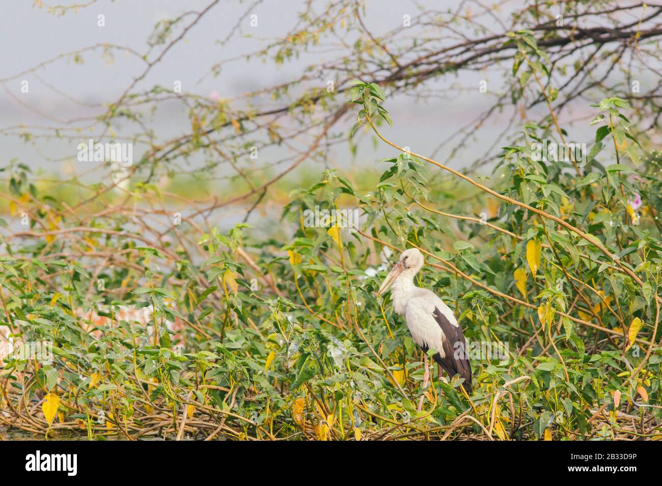 Réserve indienne à bec ouvert dans son habitat naturel Banque D'Images