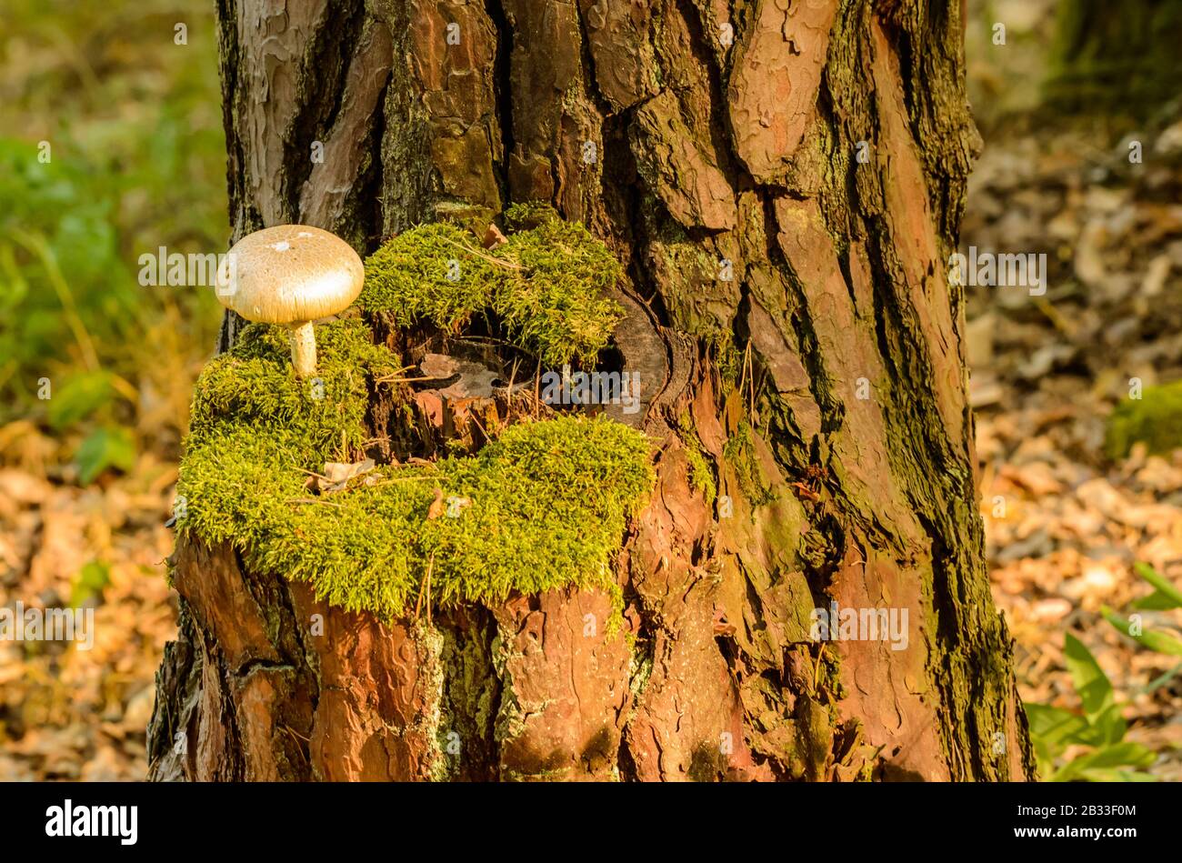 champignons crémeux blancs, à la croissance à partir de mousse sur la tige de pin, détail Banque D'Images