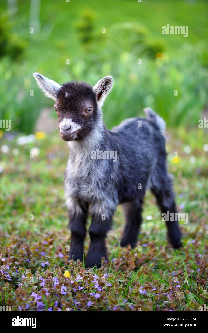 Bebe Chevre Banque D Image Et Photos Alamy Bebe Chevre Banque D Image Et Photos Alamy