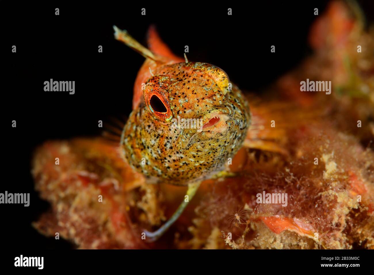Blenny face arrière, Tripterygion delaisi, portrait de la femme, Tamariu, Costa Brava, Espagne, Mer méditerranée Banque D'Images