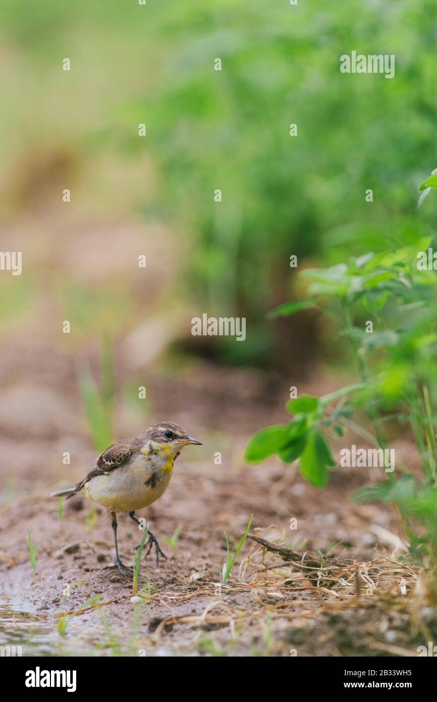 Oiseau jaune perché sur une ferme Banque D'Images