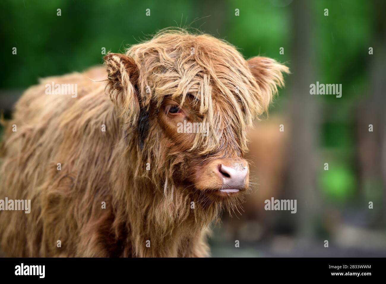 Portrait de Scottish Highland Cow (Hairy Coo) avec sa fourrure longue Banque D'Images