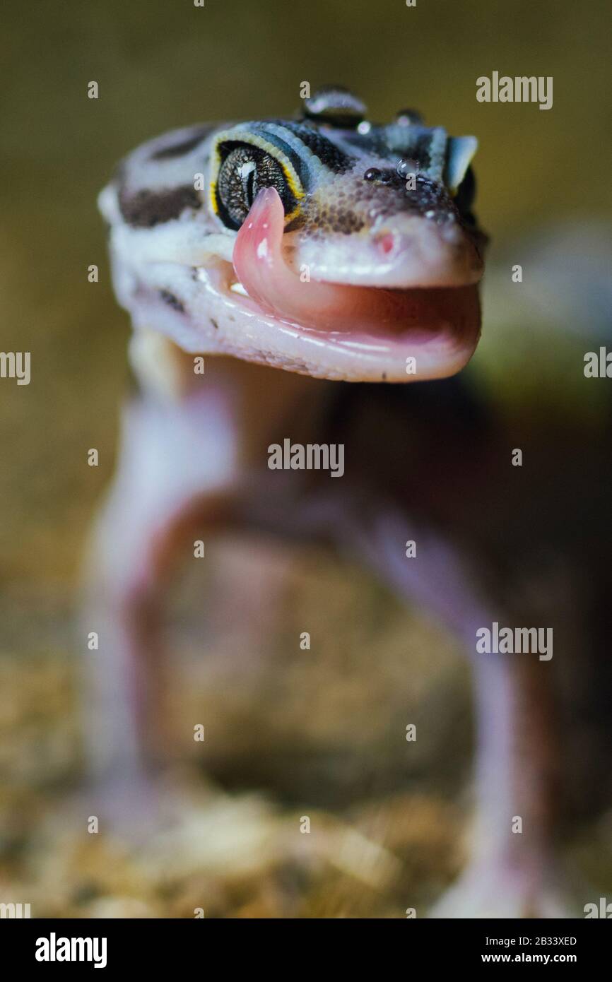 Gecko léopard dans son habitat naturel Banque D'Images