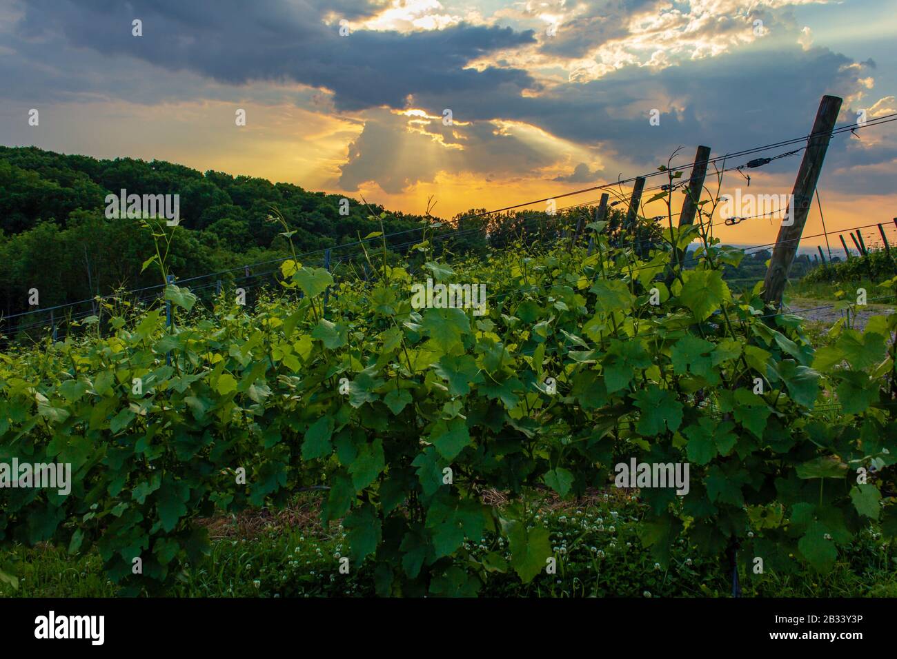 belle vue sur les vignobles de la forêt noire d'offenburg en allemagne Banque D'Images