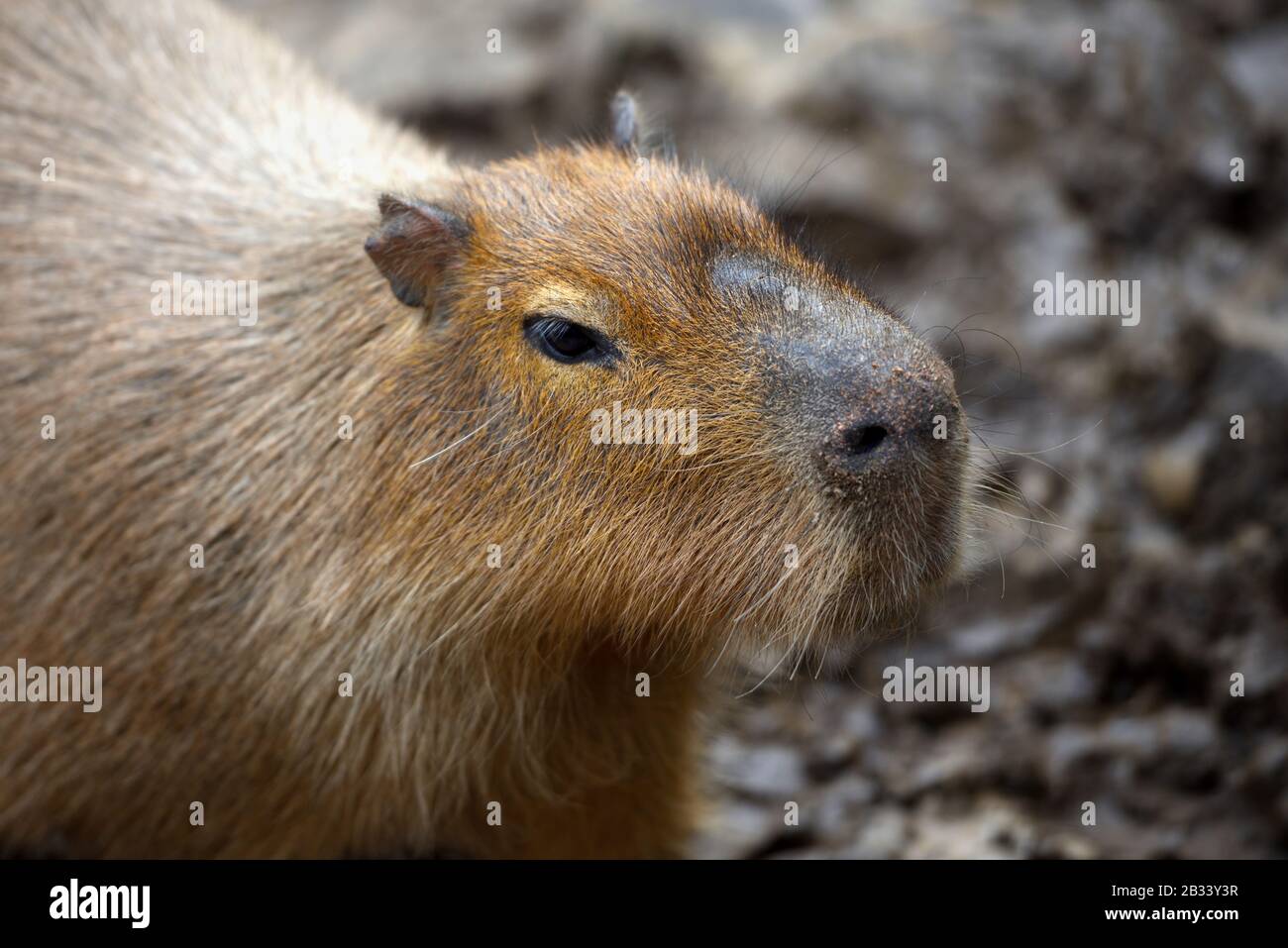 Capybara (Hydrochoerus hydrochaeris). Gros plan portrait Banque D'Images