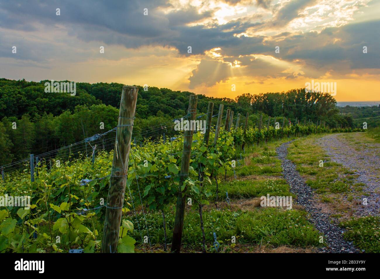 belle vue sur les vignobles de la forêt noire d'offenburg en allemagne Banque D'Images