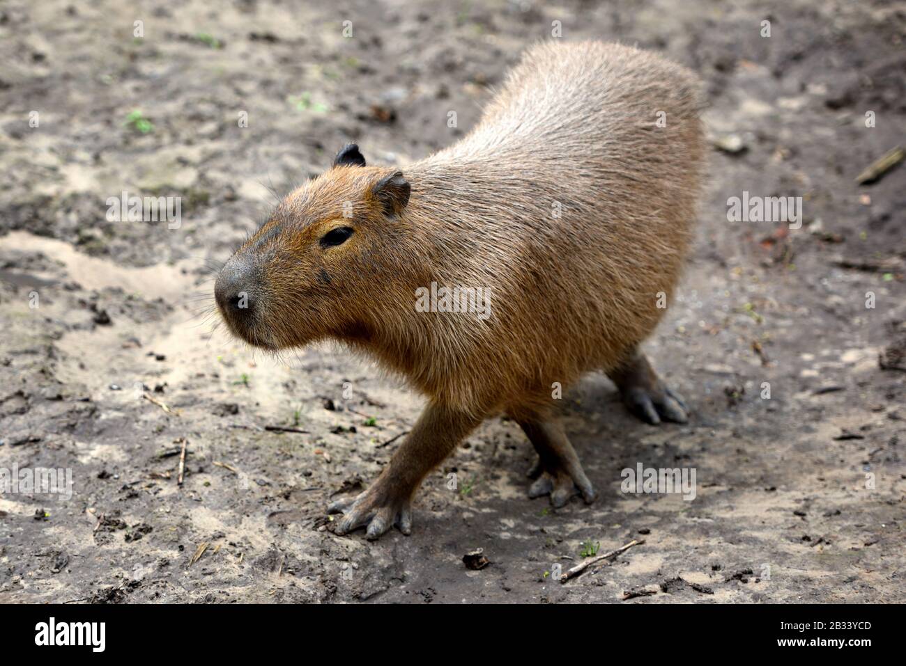 Capybara (Hydrochoerus hydrochaeris) reposant sur la boue noire Banque D'Images