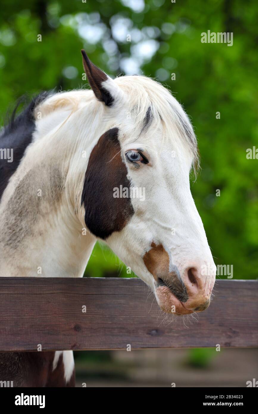 Portrait d'un cheval aux yeux bleus Banque D'Images