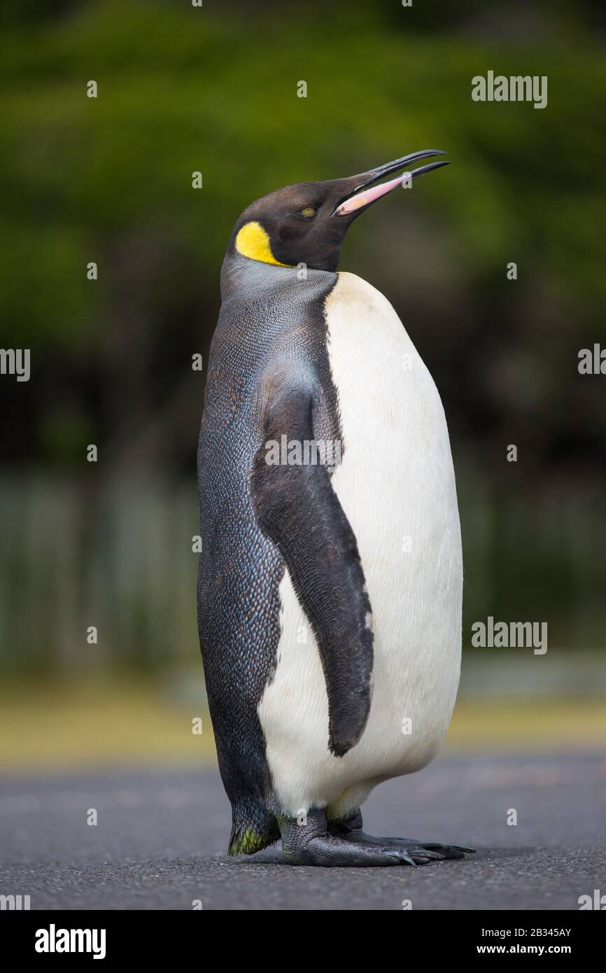 Un roi pingouin perdu qui a nagé de l'Antarctique au Cap, en Afrique du Sud à la mue. Banque D'Images