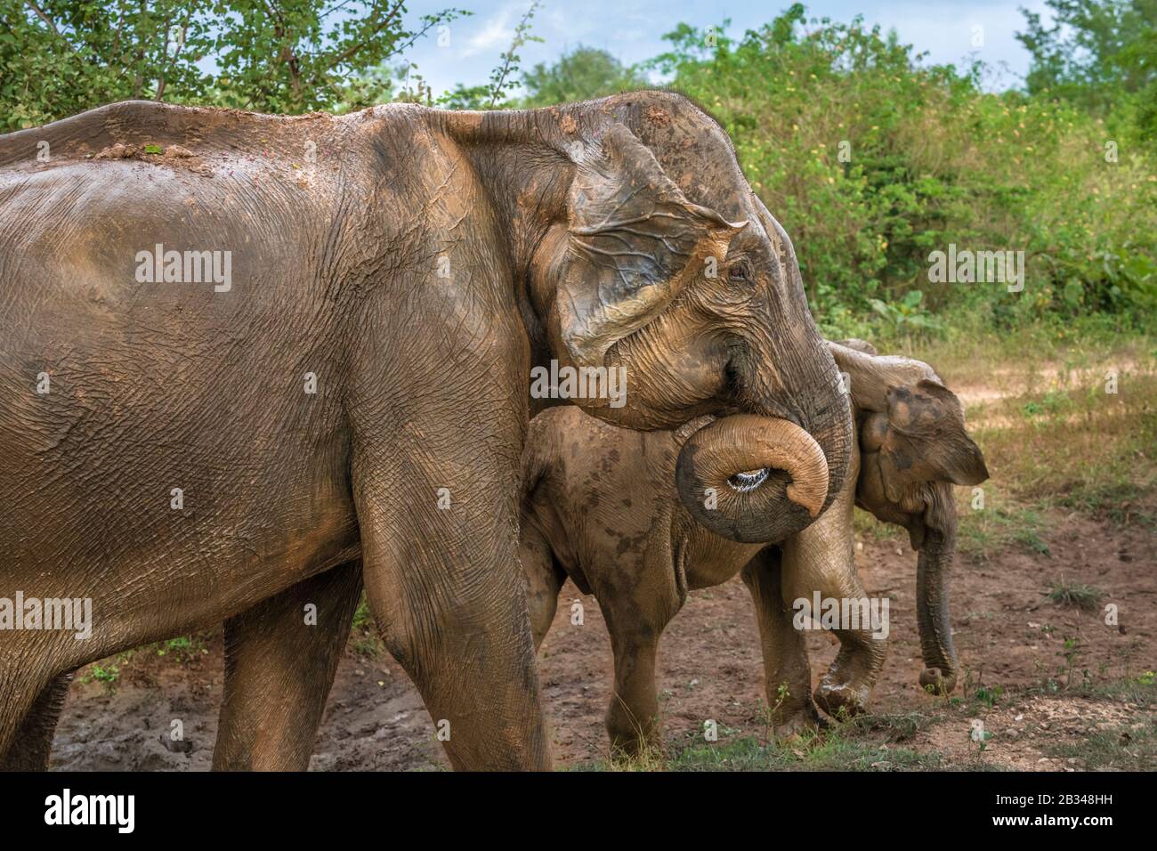 Profondément à l'intérieur du parc national Udawalawe dans la province du sud du Sri Lanka, un bébé éléphant ludique apprend d'un autre membre du troupeau. Banque D'Images