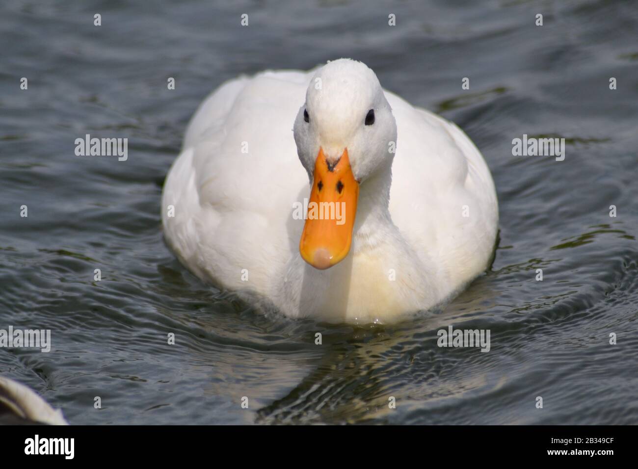 Canard De Pekin, En Angleterre Banque D'Images