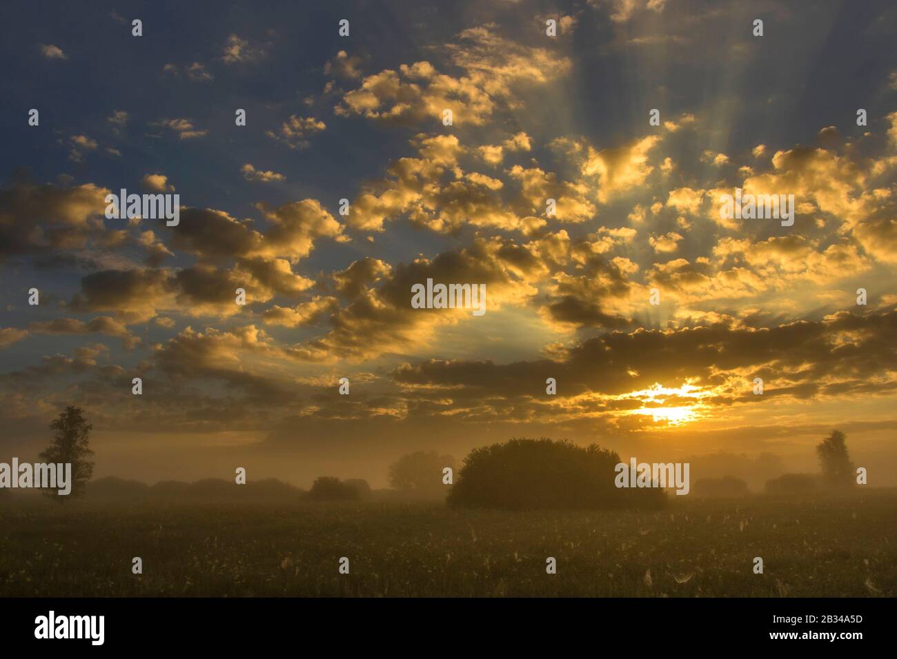 Lac Federsee Au Lever Du Soleil, Allemagne, Bade-Wuerttemberg, Bad Buchau Banque D'Images