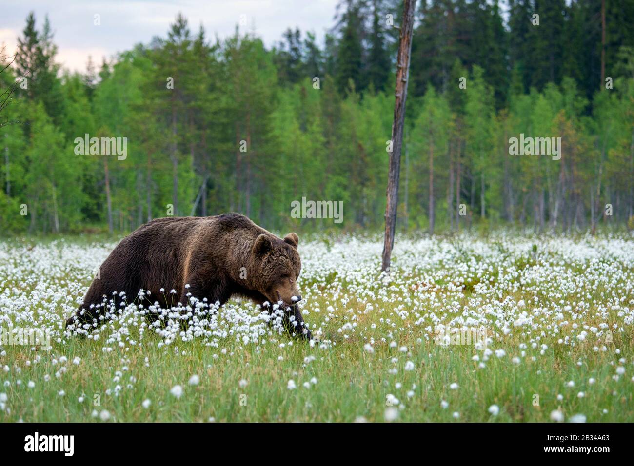 Ours brun européen (Ursus arctos arctos), qui traverse des herbes de coton, Finlande, Carélia, Suomussalmi Banque D'Images