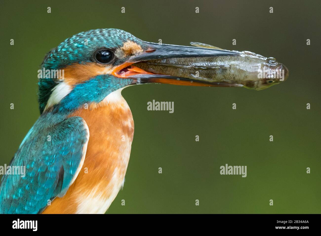 River kingfisher (Alcedo atthis), avec des poissons préyés dans le projet de loi, vue latérale, Pays-Bas, Naarden Banque D'Images
