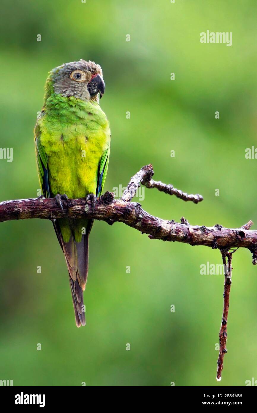 Une conure à tête dusky (Aratinga weddellii), perchée sur une branche, Amérique du Sud Banque D'Images