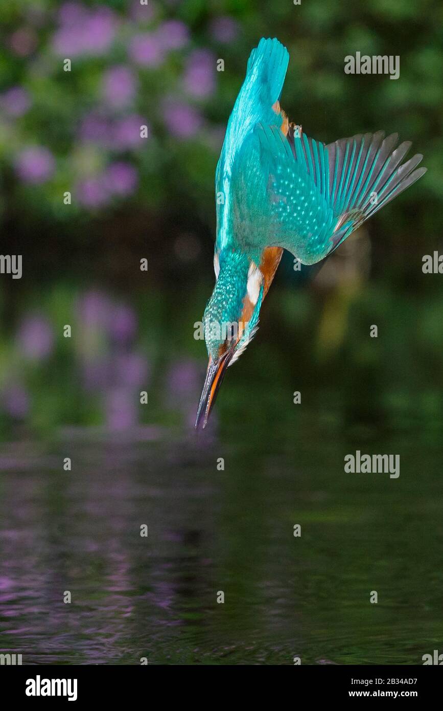 River kingfisher (Alcedo atthis), chasse, tombant dans l'eau aussi vite qu'une flèche, Pays-Bas, Naarden Banque D'Images