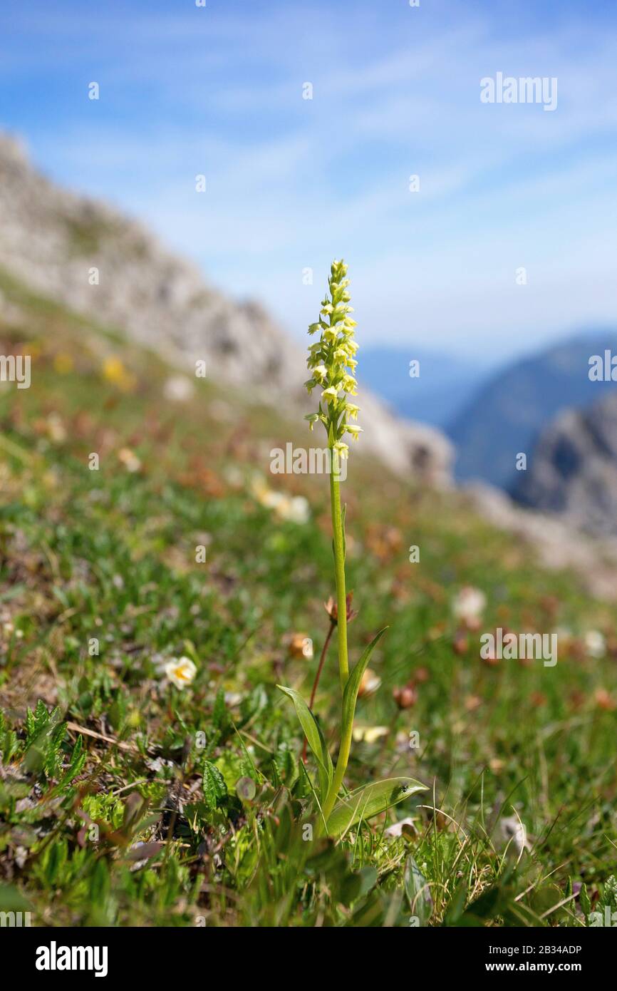 Orchidée petite-blanche (Pseudochis albida, Leucorchis albida), floraison dans les montagnes de Karwendel, Allemagne, Bavière Banque D'Images