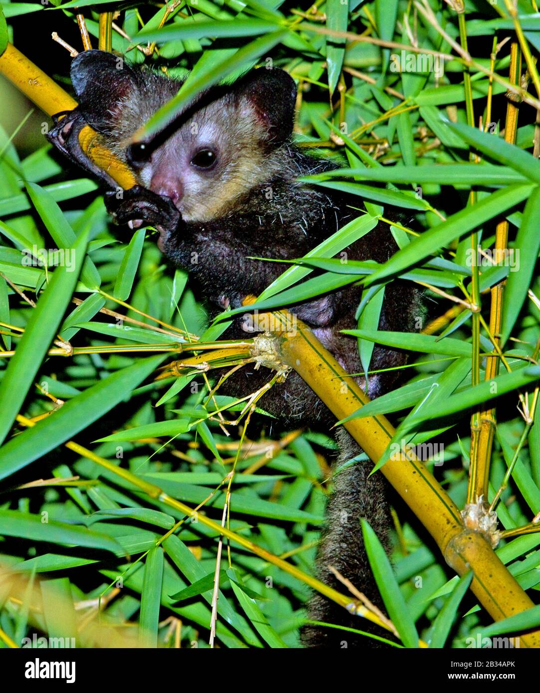 Aye-aye (Daubentonia madagascariensis), en quête de nourriture pendant la nuit à Madagascar, Madagascar Banque D'Images