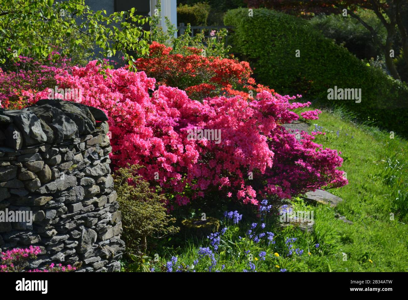 Rhododendron amoenum azalia fleurit dans un jardin Banque D'Images