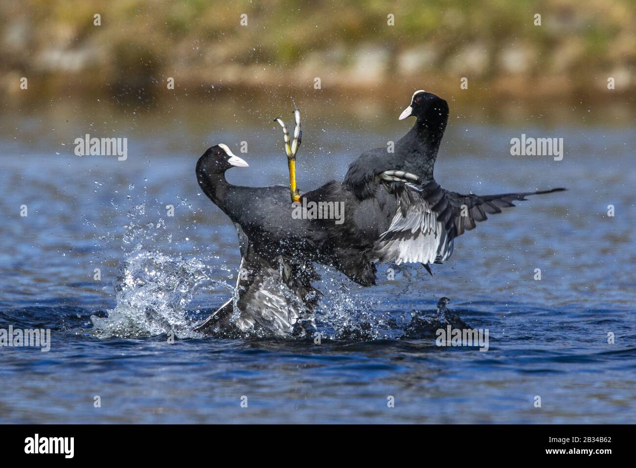 Black coot (Fulica atra), deux cuisiniers noirs luttant dans l'eau, Allemagne, Bavière Banque D'Images