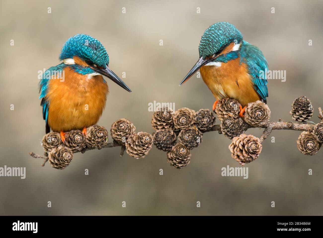 River kingfisher (Alcedo atthis), couplage de paires, Pays-Bas, Naarden Banque D'Images