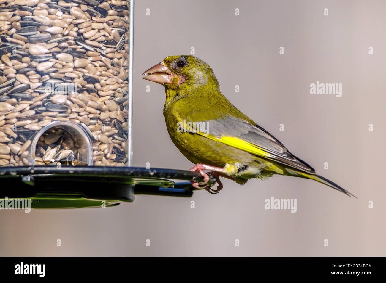 greenfinch occidental (Carduelis chloris, chloris chloris chloris), mâle feading à un gardigeier, vue latérale, Allemagne, Bavière Banque D'Images
