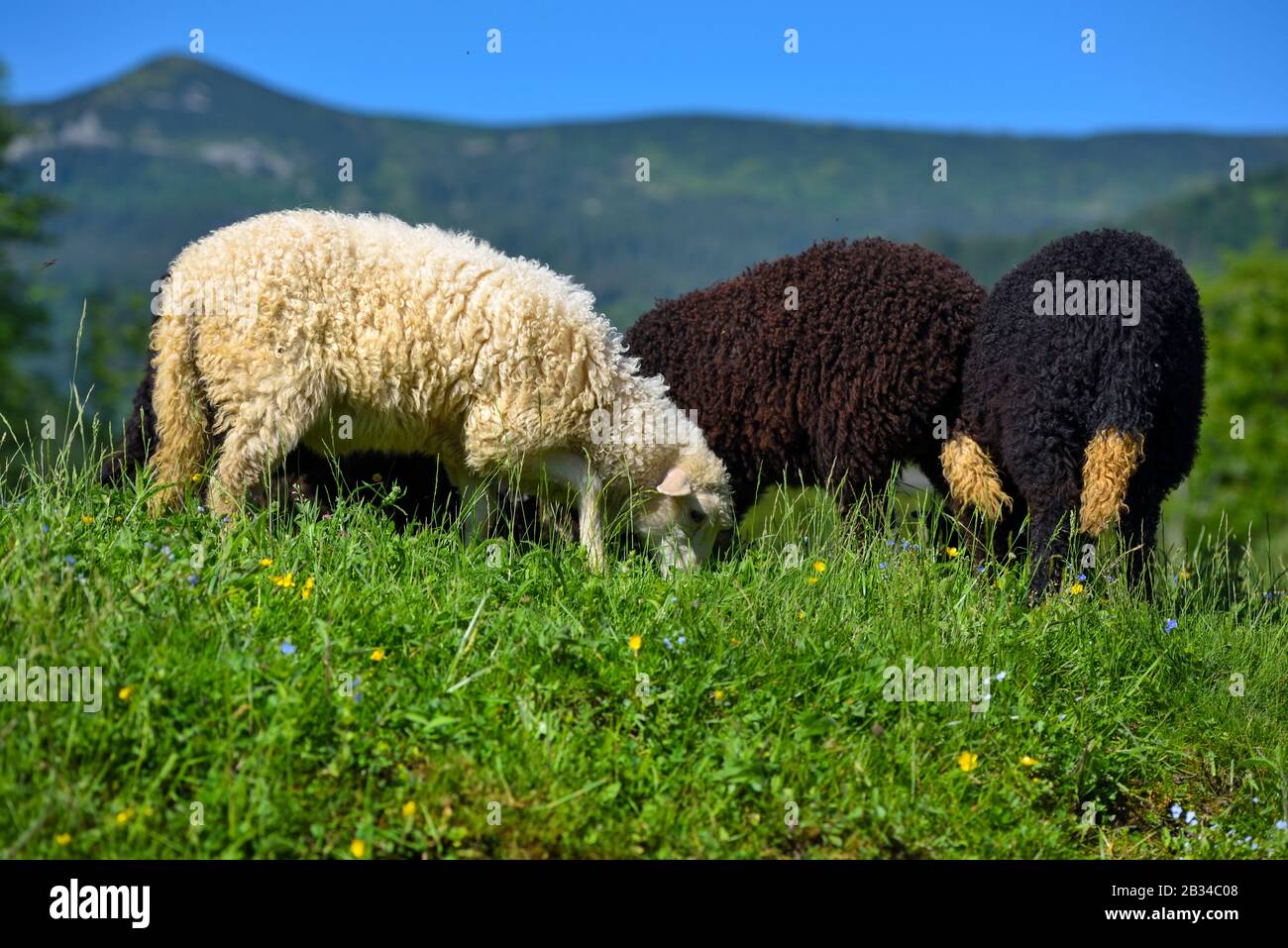 Moutons dans un pré dans la montagne Banque D'Images