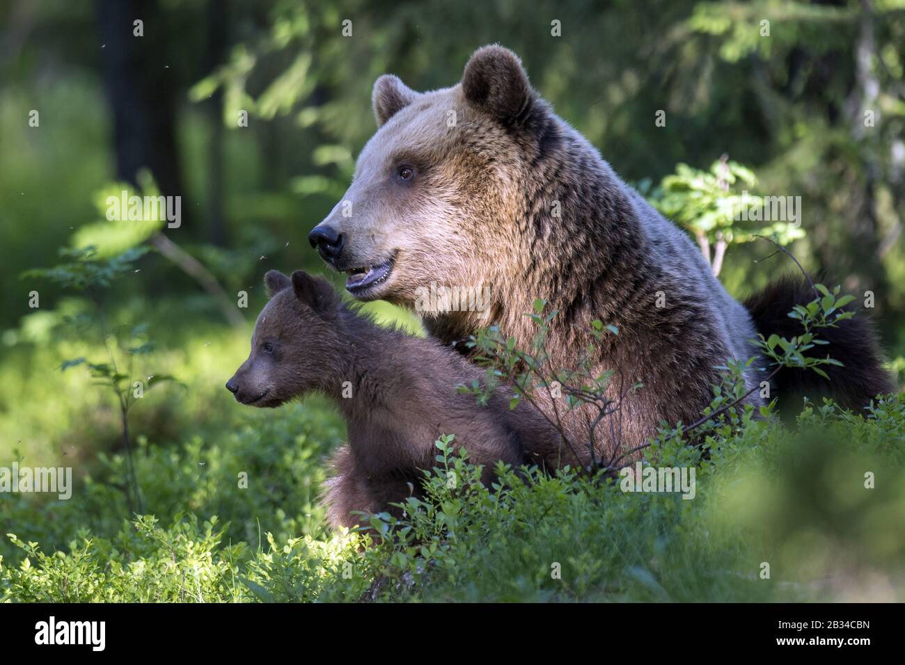 Ours brun européen (Ursus arctos arctos), avec l'ours cub dans une forêt, Finlande, Carélia, Suomussalmi Banque D'Images