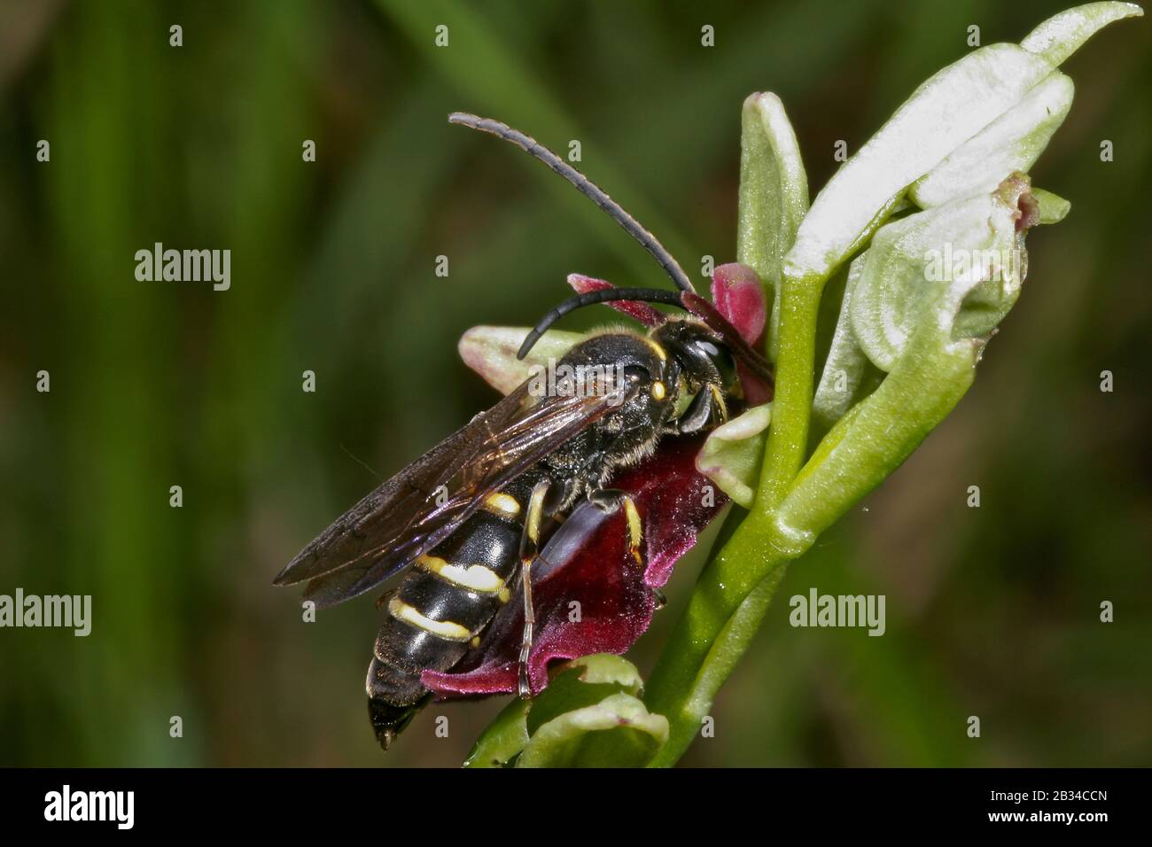 Guêpe solitaire (Argogorytes mystaceus), fleur pollinisatrice d'orchidée, Ophrys insectifera, Allemagne Banque D'Images