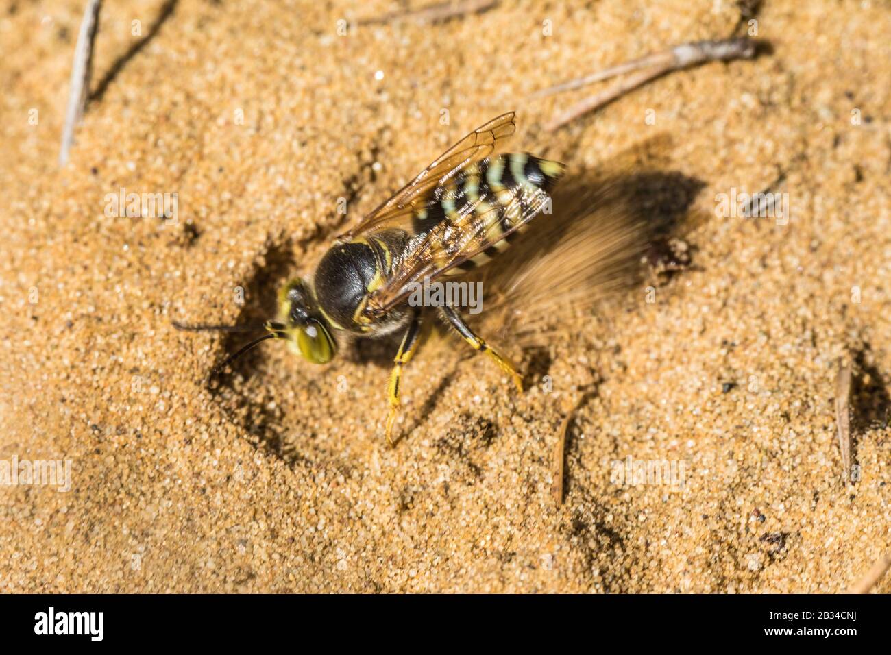 Ristate bembix wasp (Bembix rostrata, Epibembix rostrata), sur le terrain, Allemagne Banque D'Images