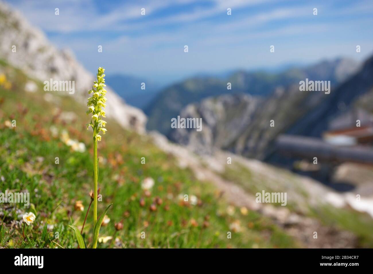 Orchidée petite-blanche (Pseudochis albida, Leucorchis albida), floraison dans les montagnes de Karwendel, Allemagne, Bavière Banque D'Images