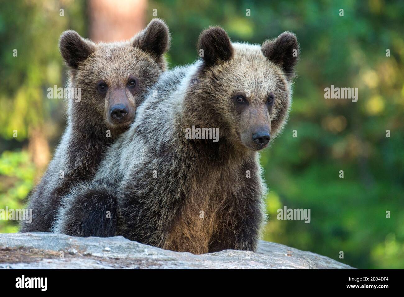 Ours brun européen (Ursus arctos arctos), deux oursons en jeu, Finlande, Carélia, Suomussalmi Banque D'Images
