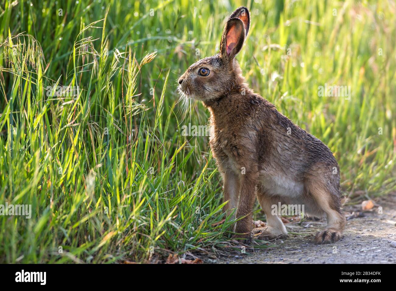Lièvre européen, lièvre brun (Lepus europaeus), assis sur un sentier de campagne, vue latérale, Autriche, Burgenland, Neusiedler See National Park Banque D'Images