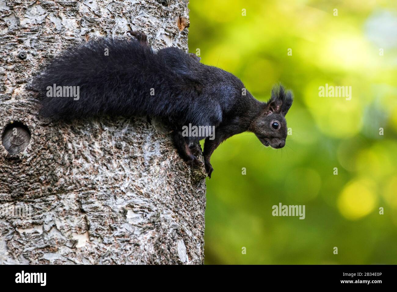 Écureuil rouge européen, écureuil rouge eurasien (Sciurus vulgaris), variété noire sur un tronc d'arbre, Allemagne, Bade-Wuerttemberg Banque D'Images