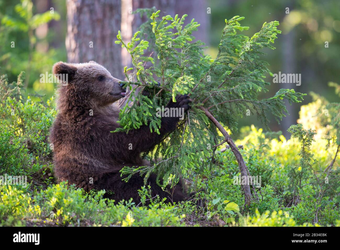 Ours brun européen (Ursus arctos arctos), baer cub jouant avec de jeunes épinettes, Finlande, Carélia, Suomussalmi Banque D'Images