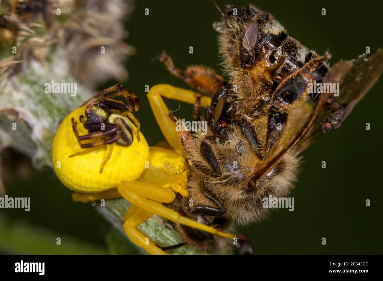 Araignée de crabe de la godène (Misiumena vatia), femelle et mâle avec proie, Allemagne Banque D'Images