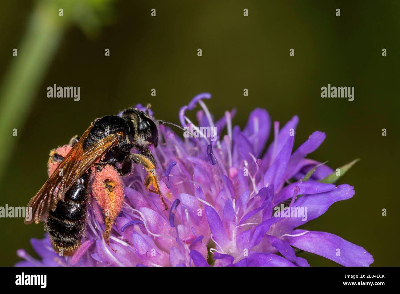 Grande abeille minière Scabious (Andrena hatorfiana), sur Scabious, Knautia arvensis, Allemagne Banque D'Images