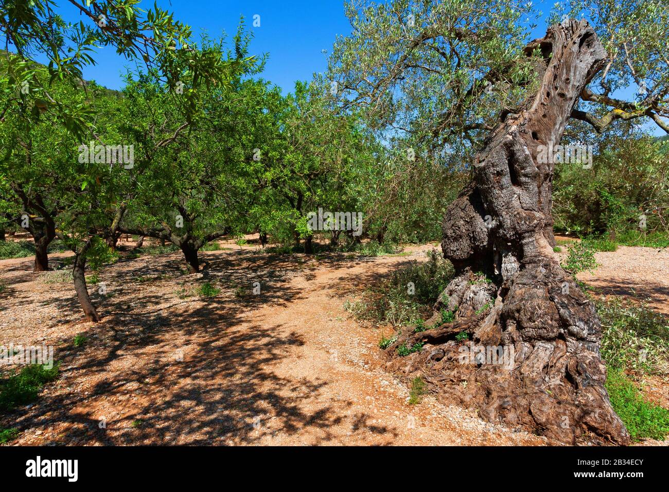 Olivier (Olea europaea ssp. Sativa), ancien olivier nariné dans une bosquet, Espagne, Katalonia Banque D'Images