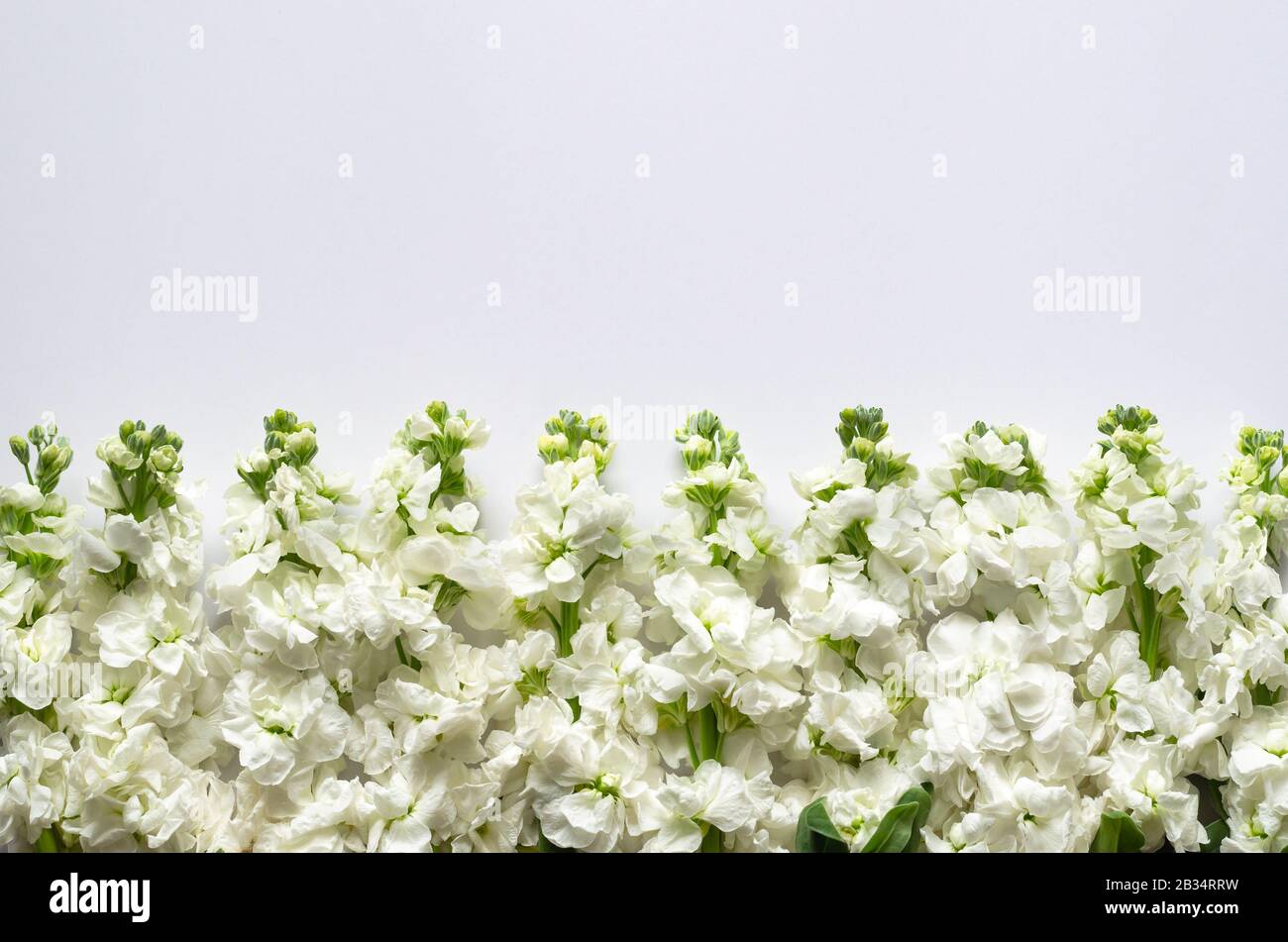 Couche plate de couleur blanche Matthiola Incana fleurs mis sur fond blanc  pour le concept de saison de fleur de printemps Photo Stock - Alamy