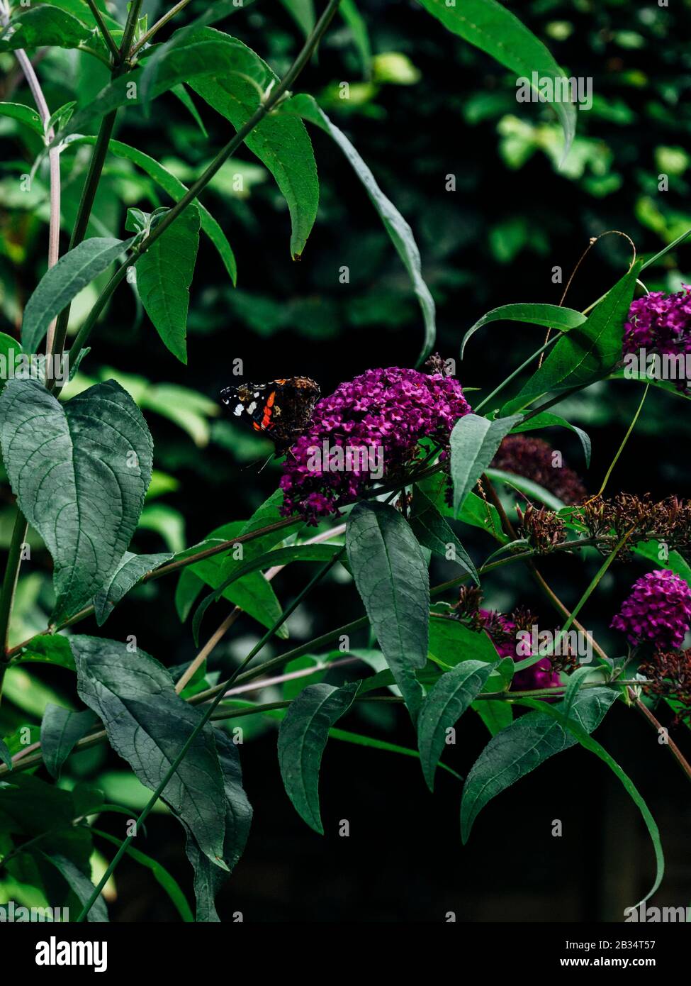 Le papillon du Red Admiral (Vanessa Atlanta) sur les fleurs violettes de l'arbuste de Buddleja davidii (buisson papillon) Banque D'Images