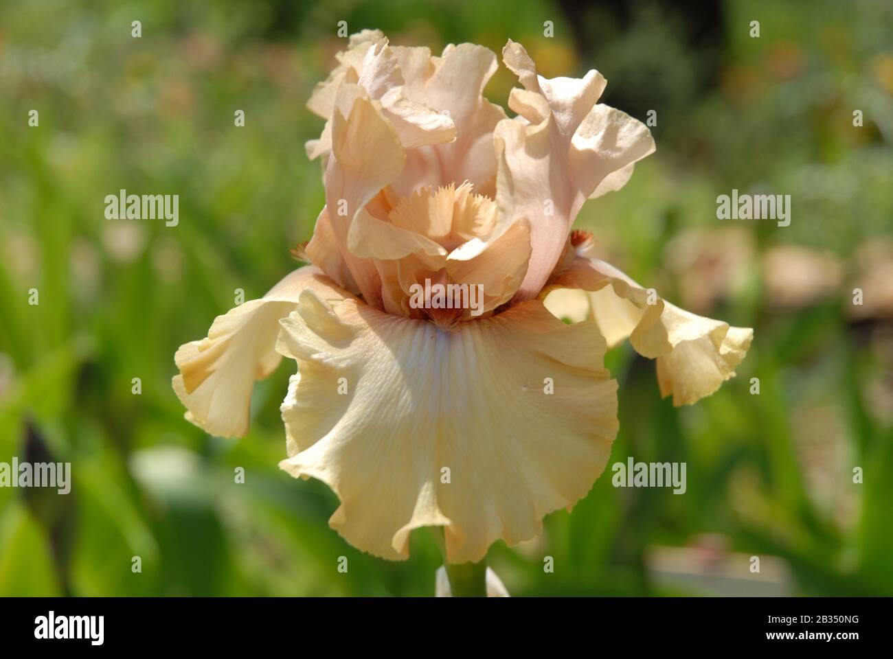 Grande fleur d'iris barbu, une étoile Est Née Banque D'Images