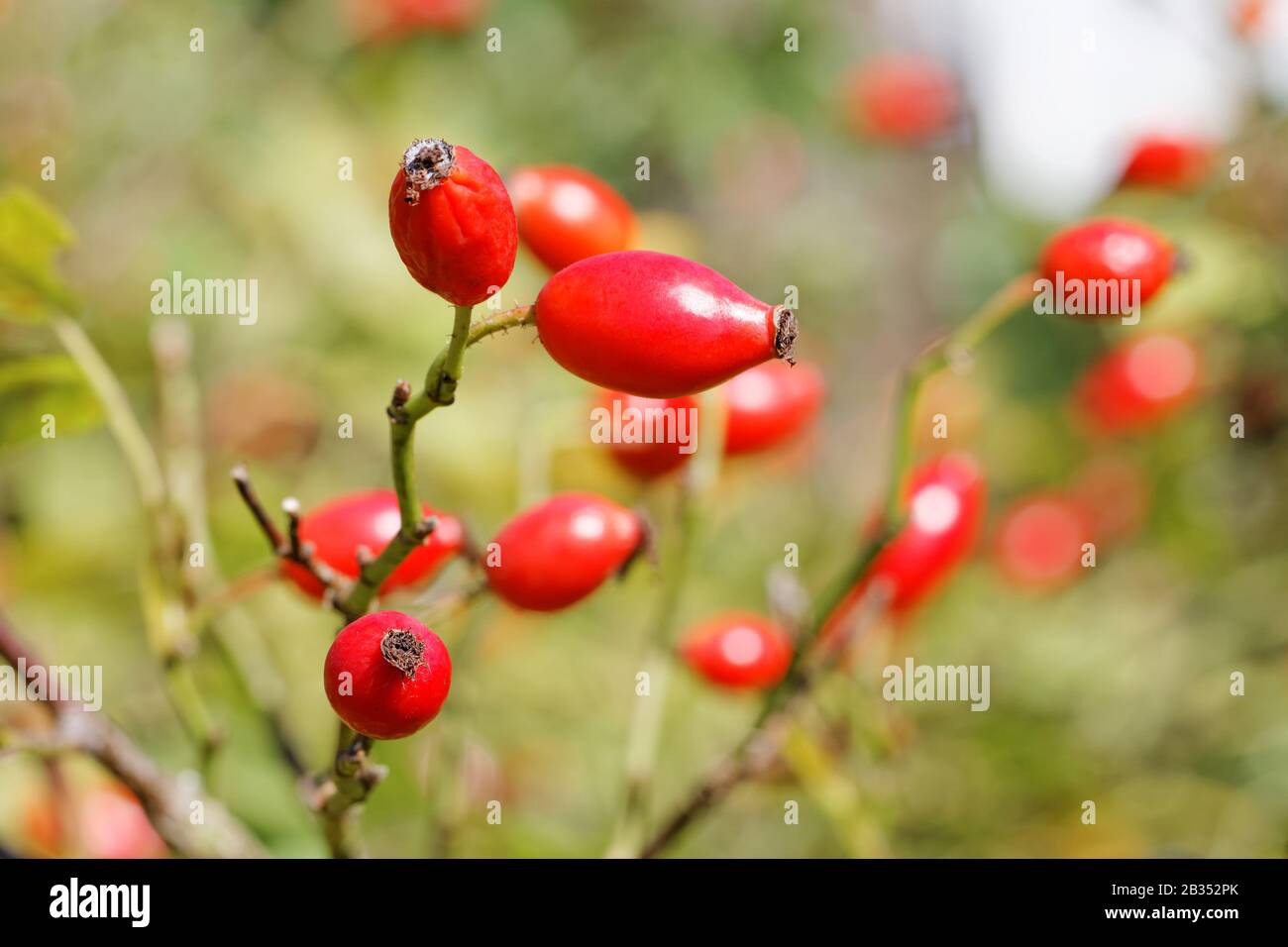 Hanches Mûres De Rose ( Rosa Canina ) En Fin D'Été Banque D'Images