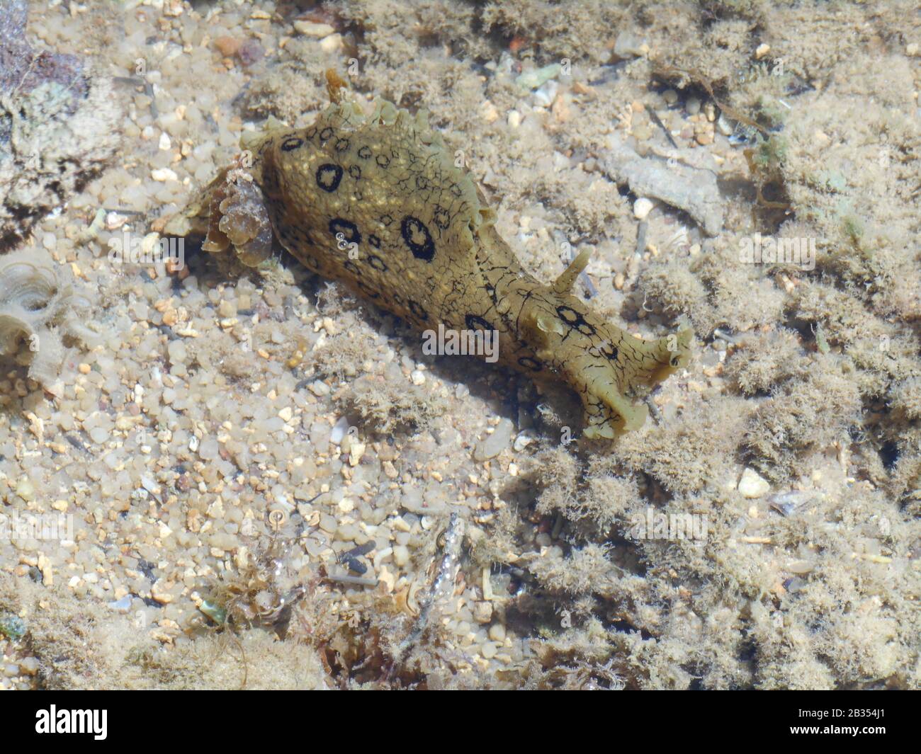 Aplysia dactylomela. Concombre de mer repéré sur fond marin sableux Banque D'Images